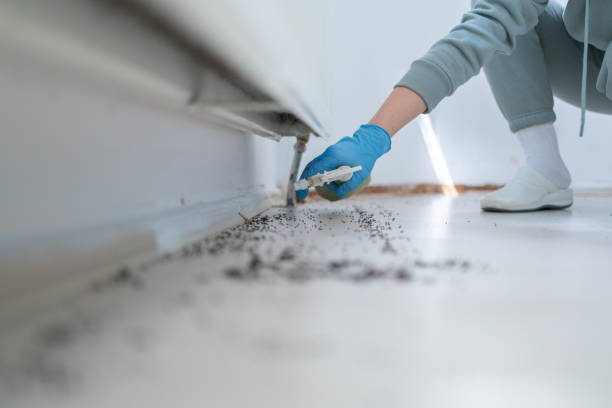 Best Rat Extermination Near Me  in St Bernard, OH